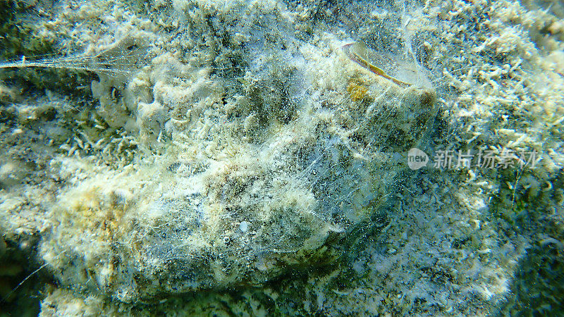 红海海底大虫螺或大虫壳(Ceraesignum maximum)